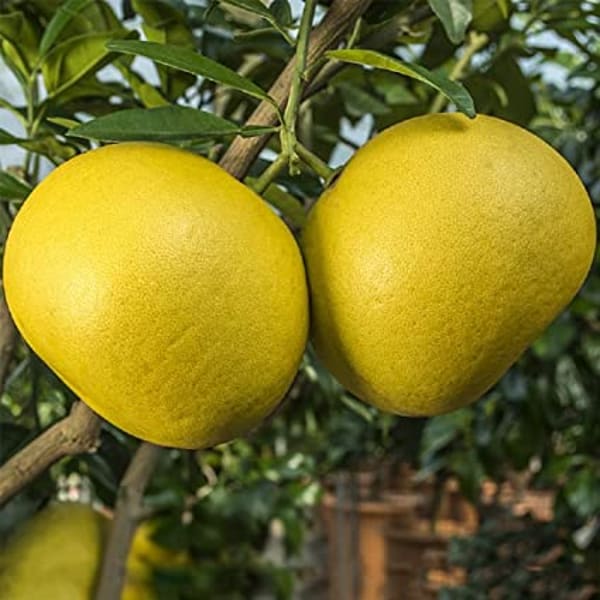 Pomelo Orange Plant | Dwarf and Hybrid Plants