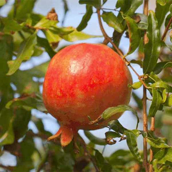 Red Silk Pomegranate Plant | Dwarf and Hybrid Plants