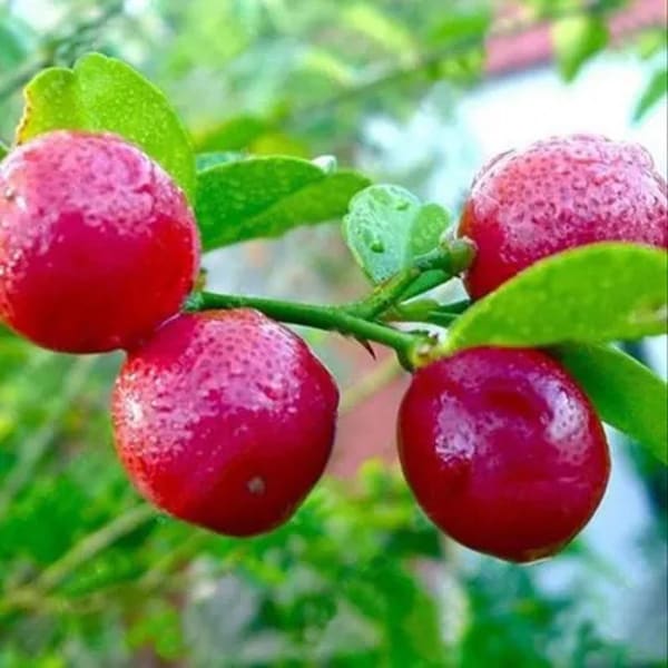 Red Pati Lemon Plant | Dwarf and Hybrid Plants