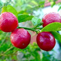 Red Pati Lemon Plant | Dwarf and Hybrid Plants
