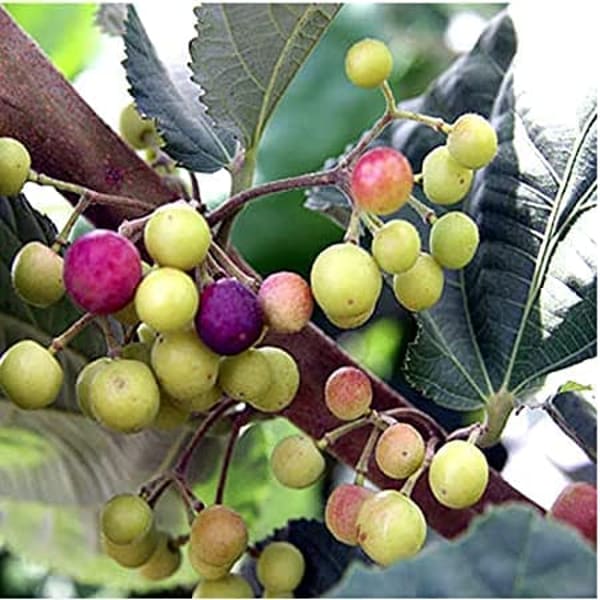 Falsa Fruit Plant Hybrid | Dwarf and Hybrid Plants