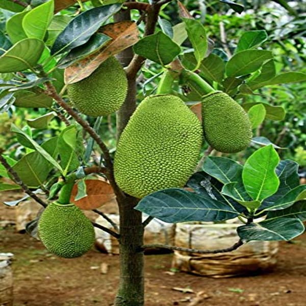 Gumless Jackfruit Plant | Dwarf and Hybrid Plants