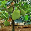 Gumless Jackfruit Plant | Dwarf and Hybrid Plants