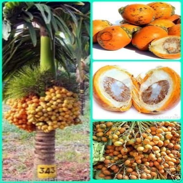 Betel Nut Dwarf Plant | Dwarf and Hybrid Plants