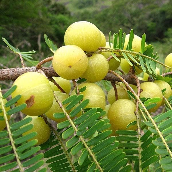 King Of Chakapat Mango Plant | Dwarf and Hybrid Plants