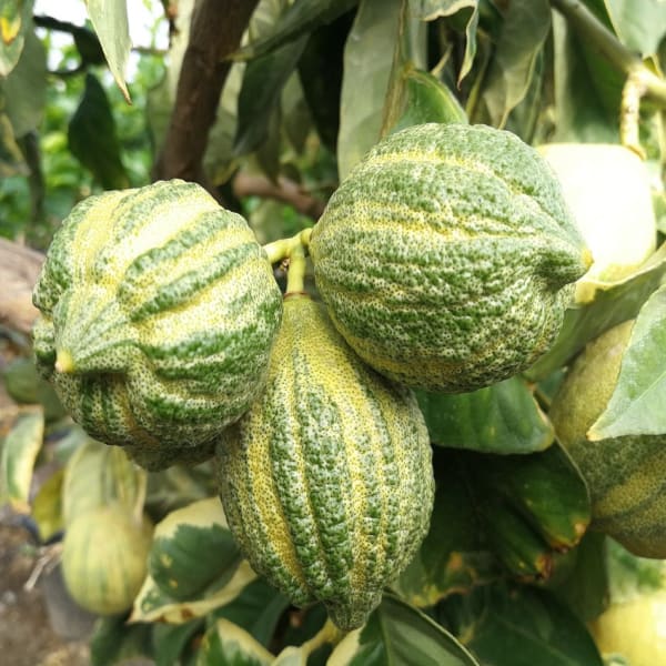 Variegated Lemon Plant | Dwarf and Hybrid Plants