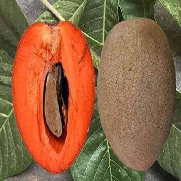 Red Chiku Plant | Dwarf and Hybrid Plants