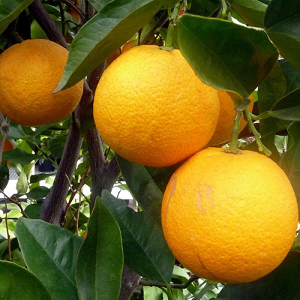 Cara Cara Orange Plant | Dwarf and Hybrid Plants