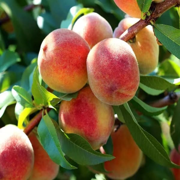 Peach Fruit Plant| Dwarf and Hybrid Plants