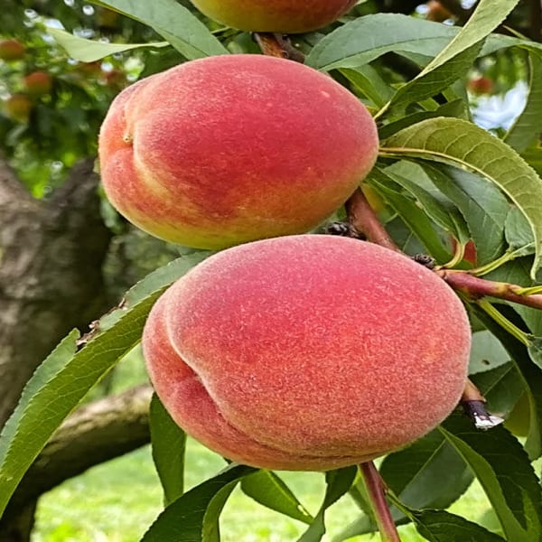 Peach Fruit Plant| Dwarf and Hybrid Plants