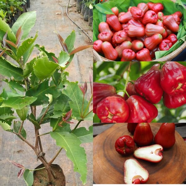 Thai Verity Red Wax Apple Plant | Dwarf and Hybrid Plants