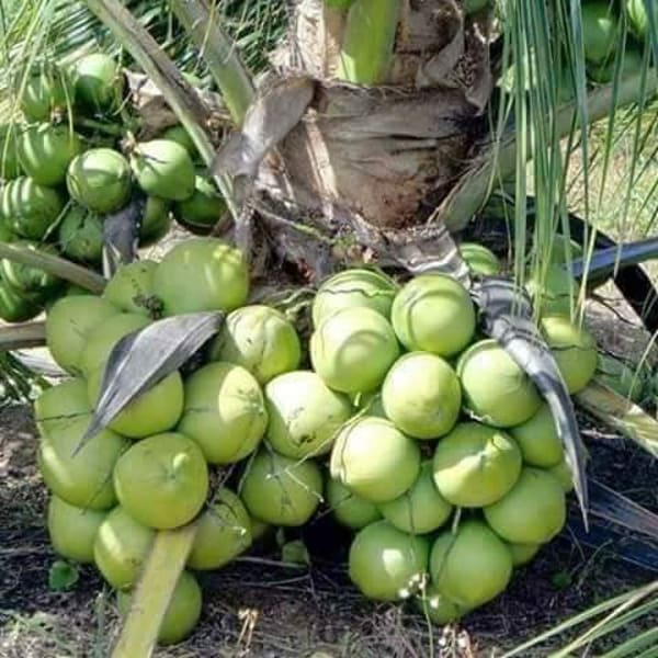 Ganga Bondam Coconut Plant| Dwarf and Hybrid Plants