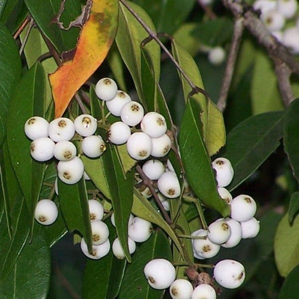 Cat Eye Fruit Plant | Dwarf and Hybrid Plants