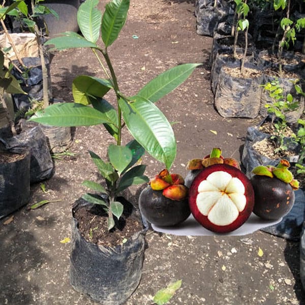 Mangosteen Fruit Plant| Dwarf and Hybrid Plants