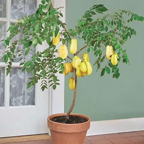 All Time Sweet Star Fruit Plant | Dwarf and Hybrid Plants