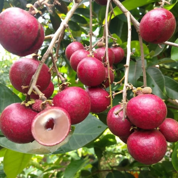 Ruby Langon Fruit Plant| Dwarf and Hybrid Plants