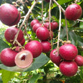 Ruby Langon Fruit Plant| Dwarf and Hybrid Plants