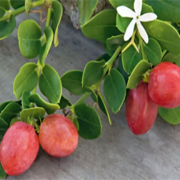 Sweet Karanda Fruit Plant Hybrid | Dwarf and Hybrid Plants