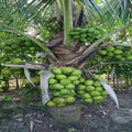 High Yield Dwarf Rare Coconut Tree Live Plant| Dwarf and Hybrid Plants