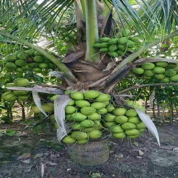 High Yield Dwarf Rare Coconut Tree Live Plant| Dwarf and Hybrid Plants