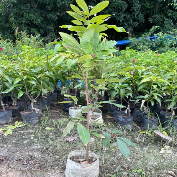 Longan Fruit Plant (Non Grafted)| Dwarf and Hybrid Plants