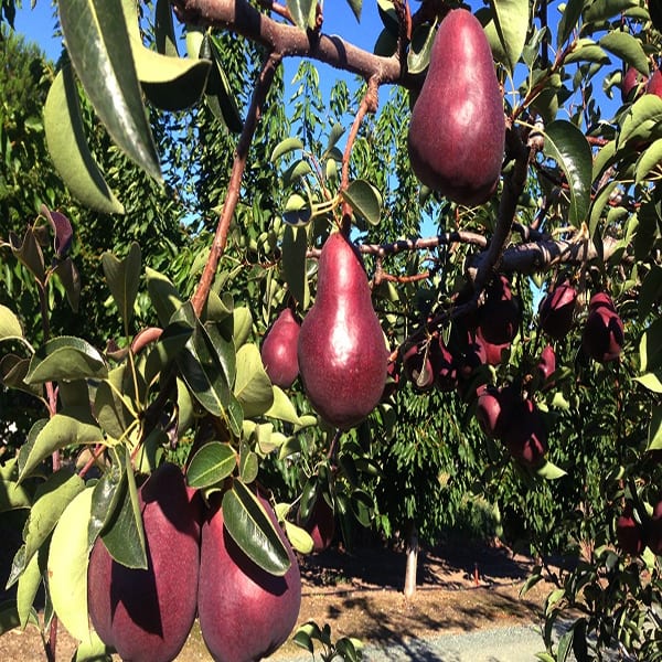 Red Pear Fruit Plant| Dwarf and Hybrid Plants