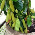 Thai All Time Jackfruit Plant
