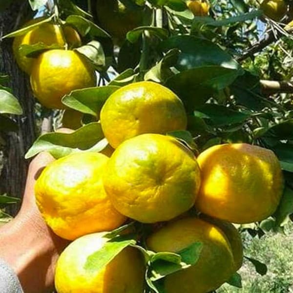 Nagpur Orange Plant| Dwarf and Hybrid Plants