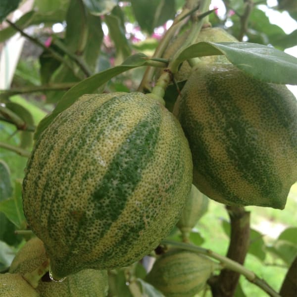 Variegated Lemon Plant | Dwarf and Hybrid Plants