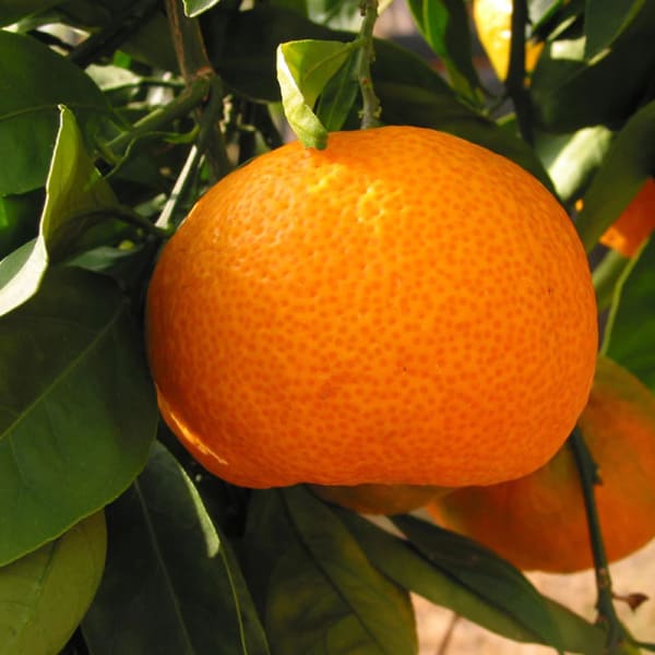 Kinnow Orange Plant | Dwarf and Hybrid Plants