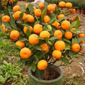 Sleet Kamla Orange Plant| Dwarf and Hybrid Plants