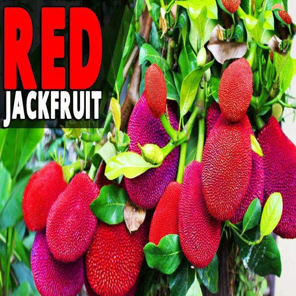 Thai Red Jackfruit Plant