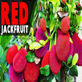 Thai Red Jackfruit Plant