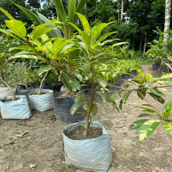 Variegated Chiku Plant| Dwarf and Hybrid Plants