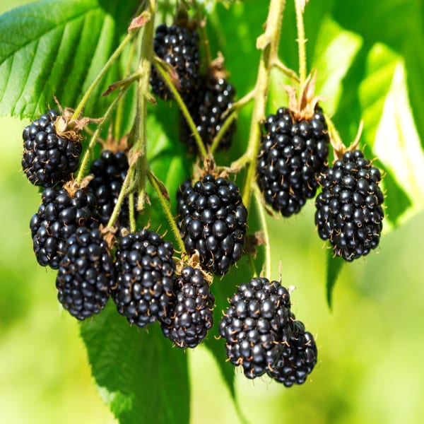 Black Berry Fruit Plant Hybrid| Dwarf and Hybrid Plants