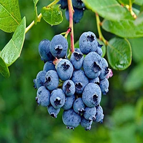 Blueberry Fruit Plant | Dwarf and Hybrid Plants