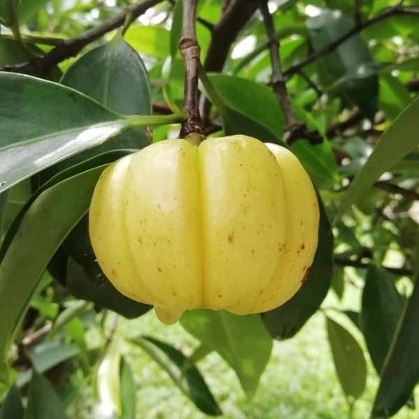 Kudampuli Fruit Plant| Dwarf and Hybrid Plants