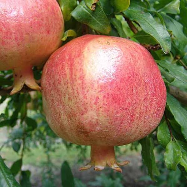 Surh Anar Pomegranate Plant | Dwarf and Hybrid Plants