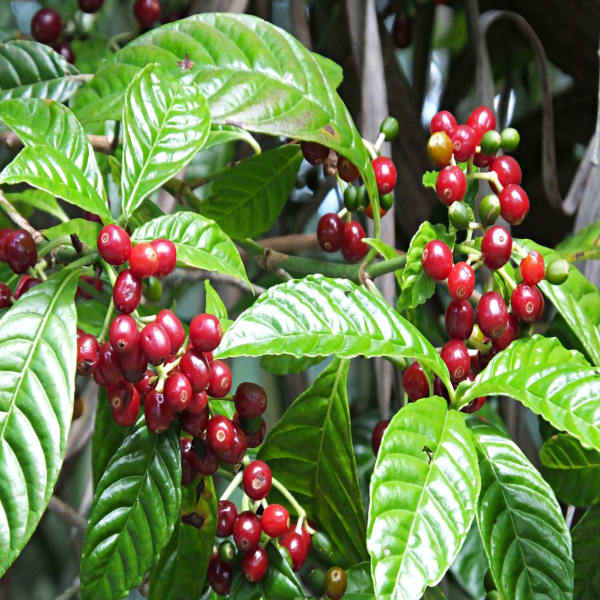 Coffee Fruit plant