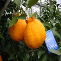 Dekopon Orange Plant | Dwarf and Hybrid Plants