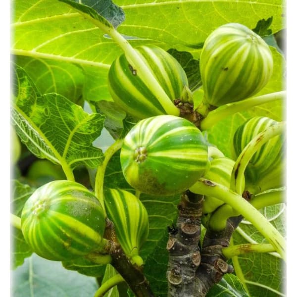 Variegated Fig Plant| Dwarf and Hybrid Plants