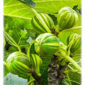 Variegated Fig Plant| Dwarf and Hybrid Plants