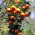 Gaint Darjeeling Orange Plant | Dwarf and Hybrid Plants