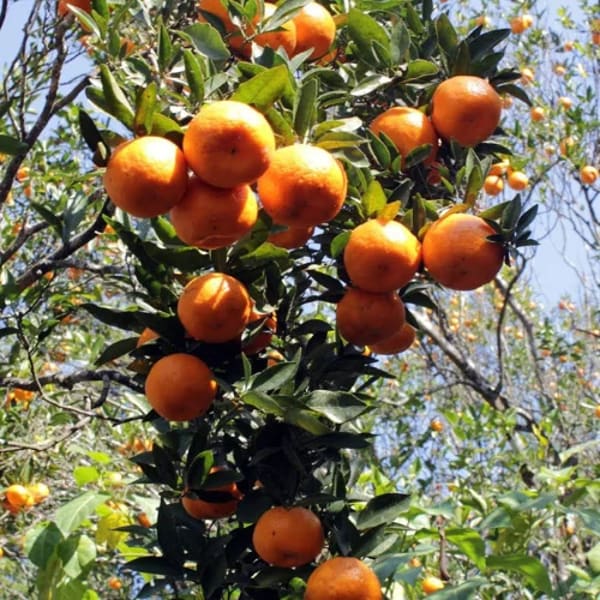 Gaint Darjeeling Orange Plant | Dwarf and Hybrid Plants