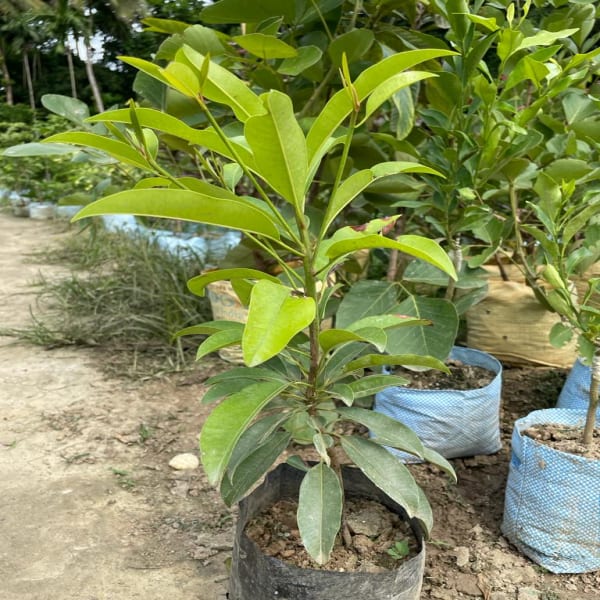 Banana Chiku Plant Hybrid| Dwarf and Hybrid Plants