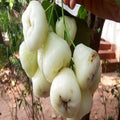 Thai Verity White Wax Apple Plant | Dwarf and Hybrid Plants