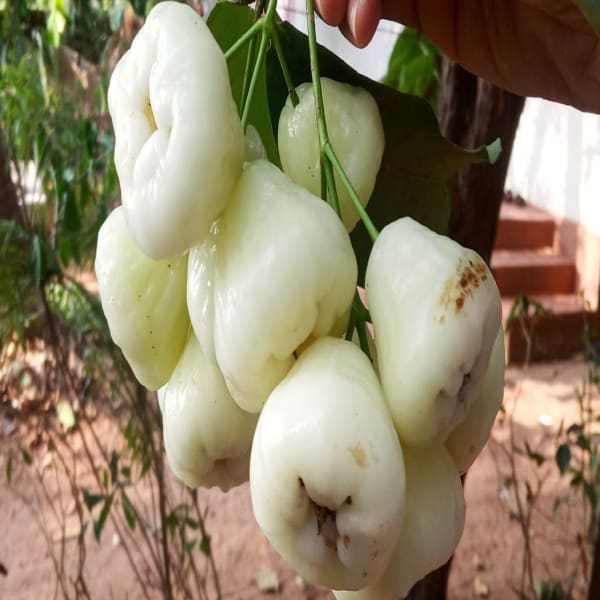 Thai Verity White Wax Apple Plant | Dwarf and Hybrid Plants