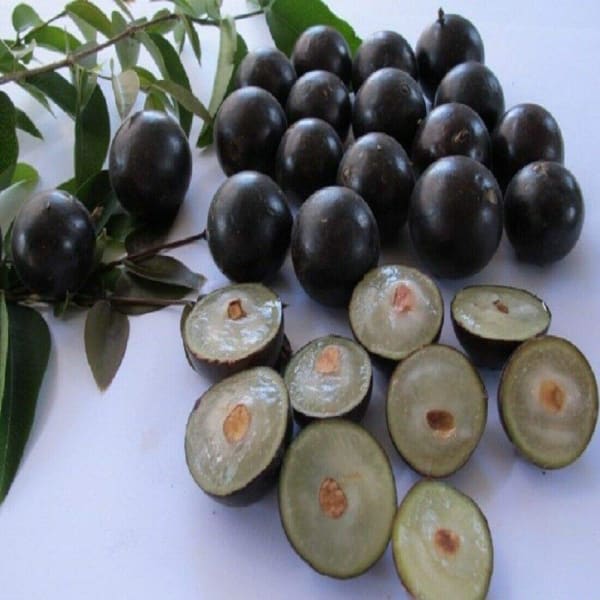 Jaboticaba Fruit Plant | Dwarf and Hybrid Plants