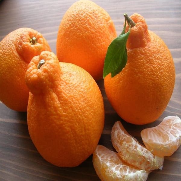 Dekopon Orange Plant | Dwarf and Hybrid Plants
