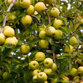 Golden Dorsett Grafting Apple Plant | Dwarf and Hybrid Plants